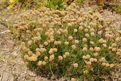 Armeria maritima
