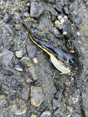 Leptocottus armatus