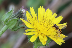 Eupeodes latifasciatus