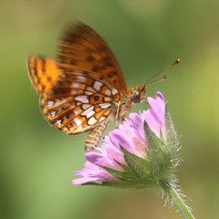 Boloria selene