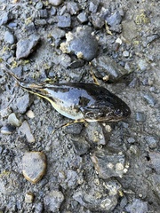 Leptocottus armatus