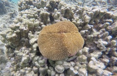 Fungia fungites