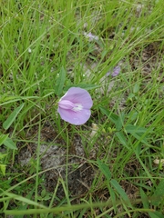 Centrosema virginianum