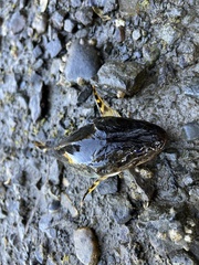 Leptocottus armatus