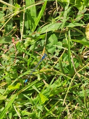 Enallagma praevarum