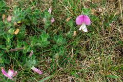 Ononis spinosa procurrens