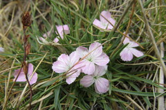 Dianthus microlepis