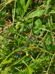 Enallagma praevarum