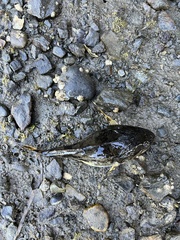 Leptocottus armatus