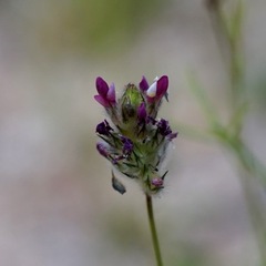 Dalea filiformis
