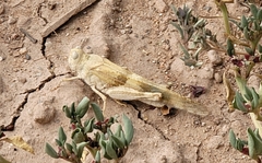 Trimerotropis pallidipennis