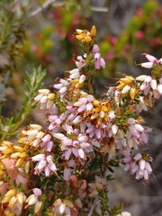Erica interrupta