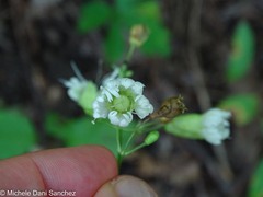 Silene stellata
