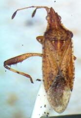 Rhopalidae