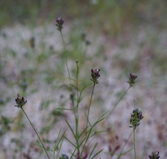 Dalea filiformis