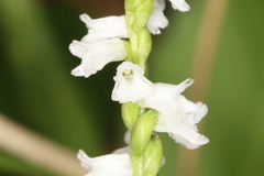 Spiranthes tuberosa