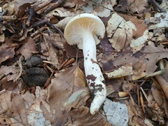 Hygrophorus cossus