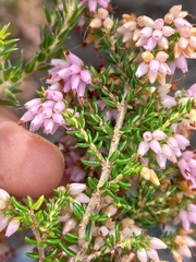 Erica interrupta