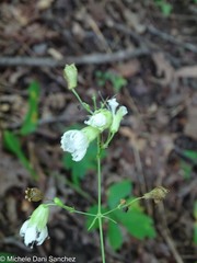 Silene stellata