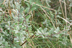 Salix repens