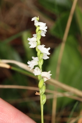 Spiranthes tuberosa