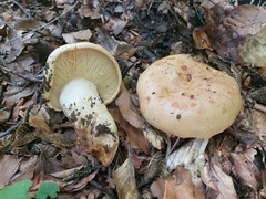 Lactarius pallidus