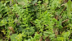 Cruciata