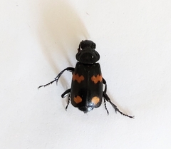 Nicrophorus orbicollis