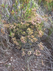Erica interrupta