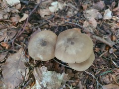 Lyophyllum decastes