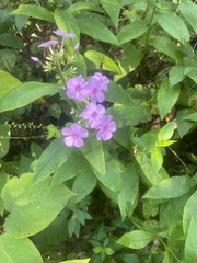 Phlox paniculata