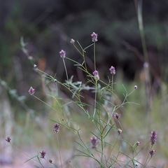 Dalea filiformis