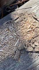 Reticulitermes flavipes