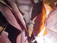 Sphaerodactylus grandisquamis