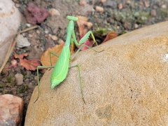 Stagmomantis limbata
