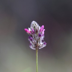 Dalea filiformis