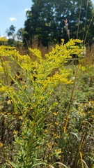 Solidago altissima