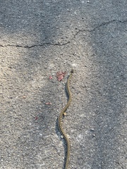 Thamnophis marcianus