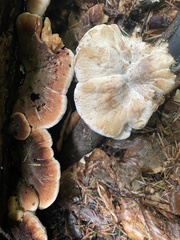 Ischnoderma benzoinum