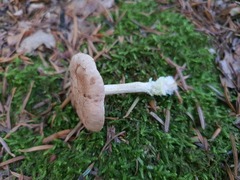 Collybiopsis peronata