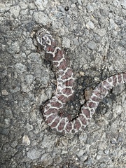 Lampropeltis triangulum