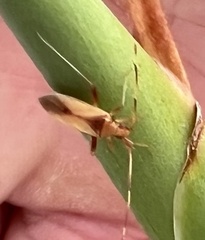 Creontiades rubrinervis