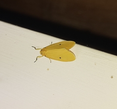 Miltochrista undulata