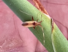 Creontiades rubrinervis