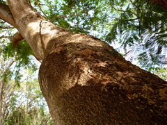 Enterolobium