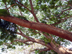 Enterolobium