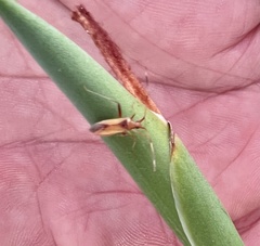 Creontiades rubrinervis