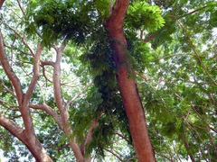 Enterolobium
