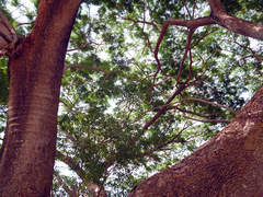 Enterolobium