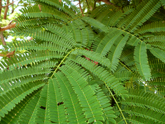 Enterolobium